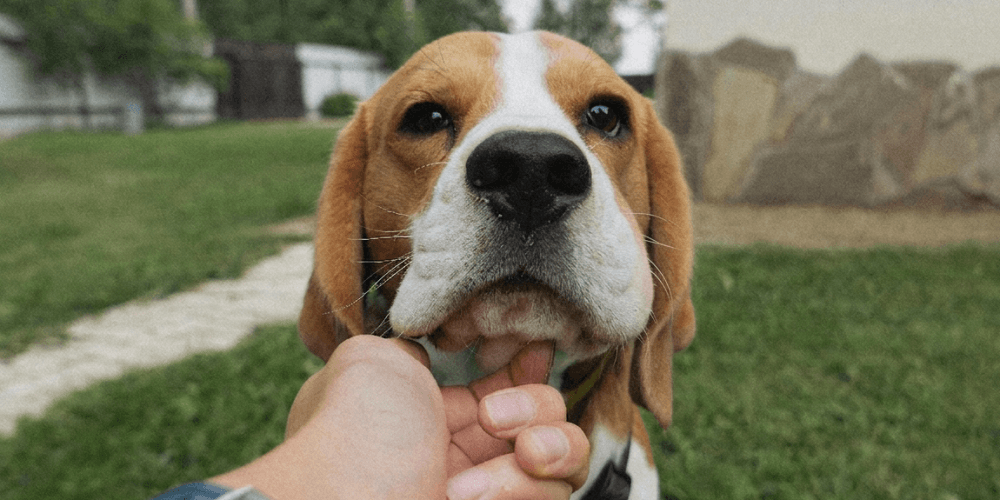 Kuinka nopeasti ampiaisen pisto vaikuttaa koiralla