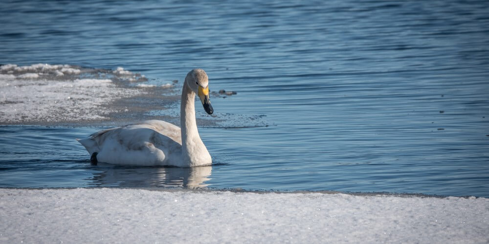Miten ilmastonmuutos vaikuttaa Suomeen
